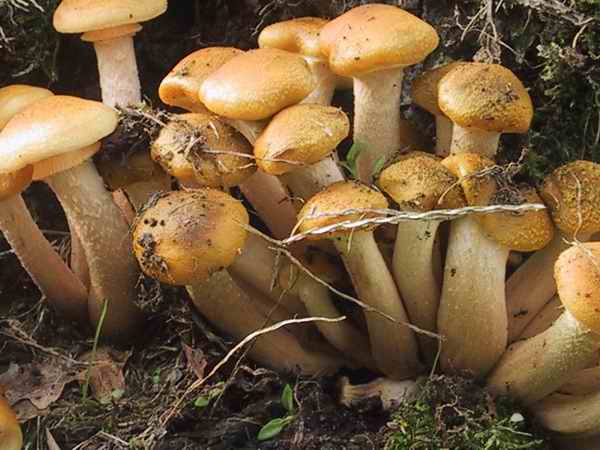  Image name: armillaria_mellea3.jpg 
 width: 600 pixel 
 height: 450 pixel 
 Size: 35684 bytes 
 Click to enlarge 